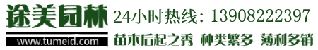 灌木樹苗-綠化苗木-常綠喬木-價格/批發/基地 - 四川成都途美園林