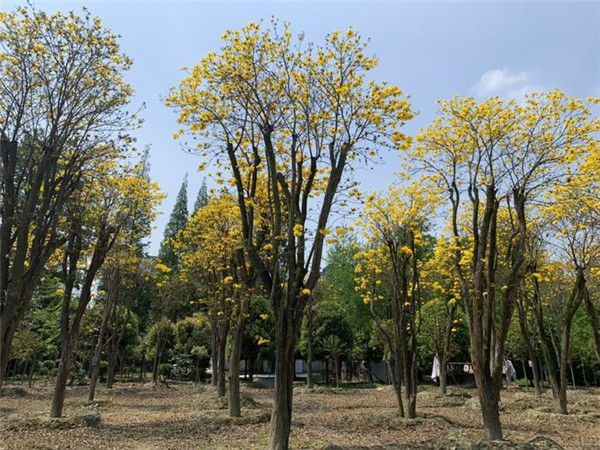 黃花風鈴木圖片