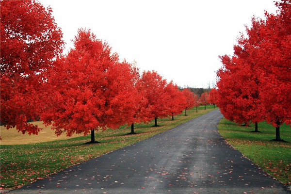 紅楓圖片