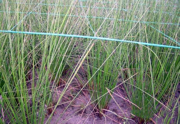 燈芯草基地實拍圖片