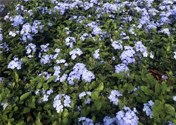 藍雪花