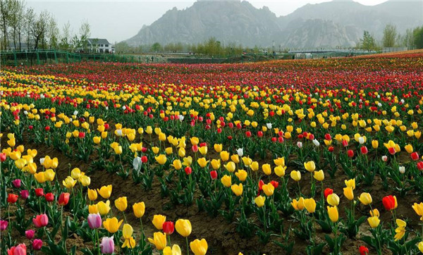 郁金香花海圖片