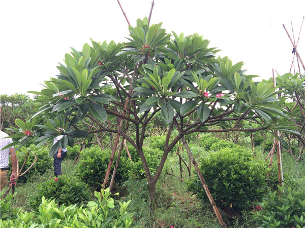 雞蛋花苗木基地實拍圖