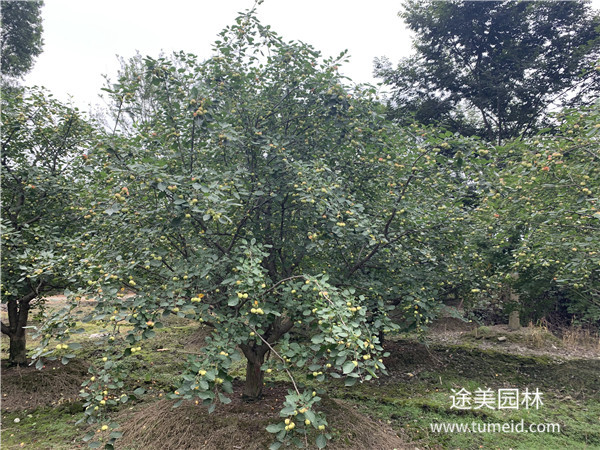 八棱海棠基地實拍圖片