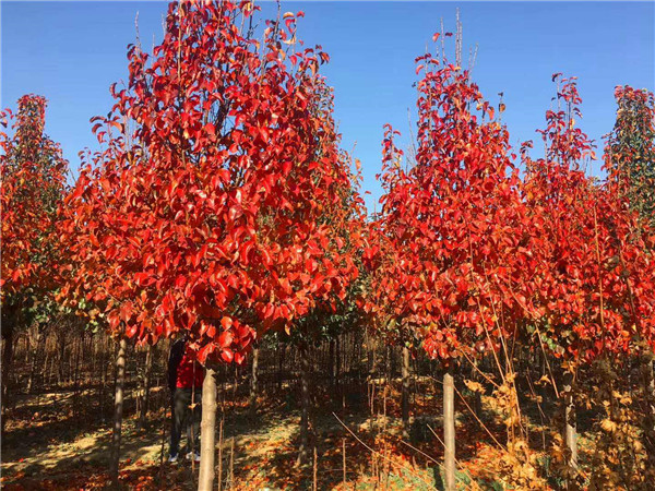 彩葉豆梨秋季紅葉實拍圖片