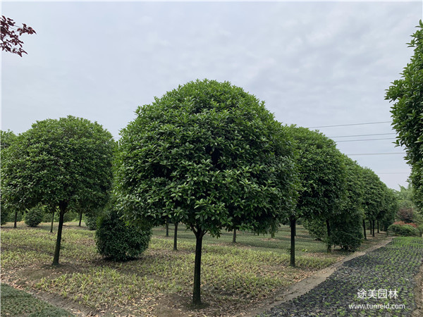 25公分桂花樹(shù)圖片