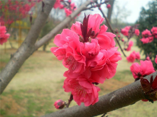 碧桃6月份可以種植嗎？