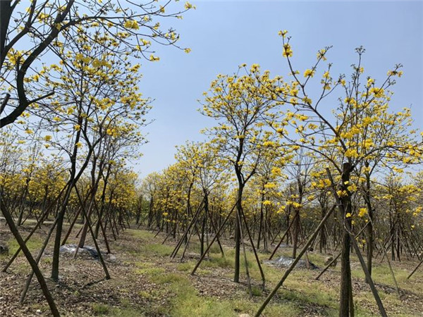 黃花風鈴木基地實拍圖片