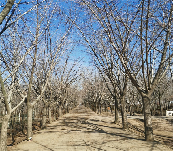 嫁接銀杏樹基地實拍圖片