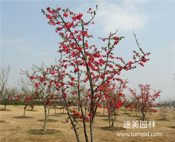 喬木，灌木、藤本、草本植物的區別