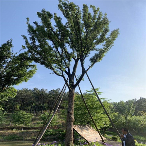 大規格樸樹圖片 基地直銷中