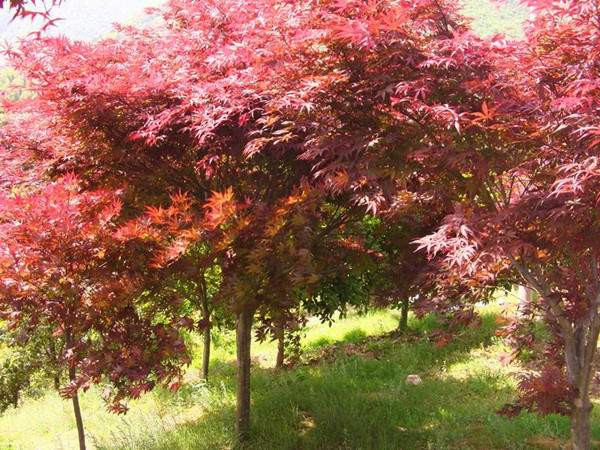 中國紅楓基地實拍圖片