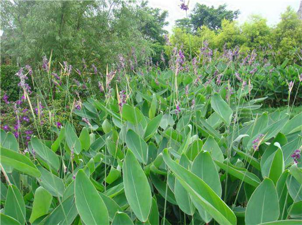 再力花水生植物基地實拍