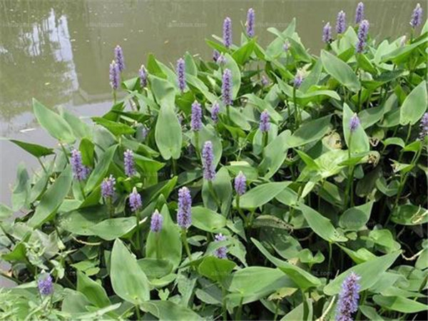 再力花水生植物基地實拍