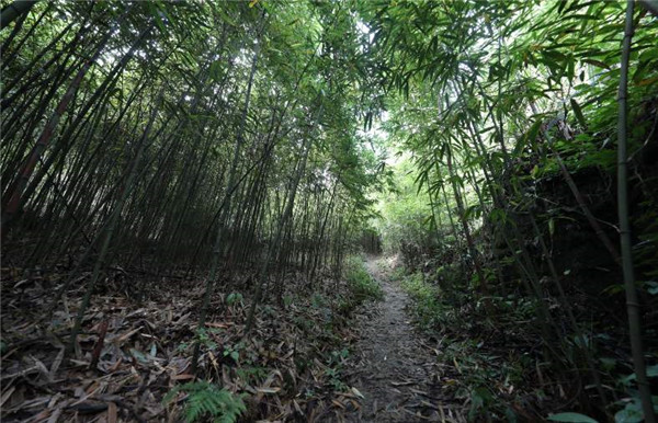 方竹基地實拍圖